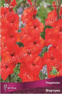 Гладиолус крупноцветковый Фортуна 10шт (красный с белыми полосками) 