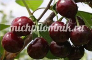 Черешня Итальянка (Питомник Грезневых)