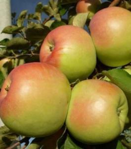 Яблоня Синап 2022 гп позднезимний сорт (V8)