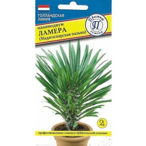 Пахиподиум Ламера 3 шт Комн (Престиж)