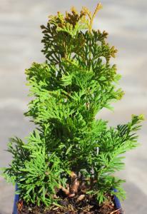 Туя западная Дергут Спайр (Thuja occ. Dergoot's Spire С3)