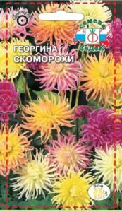 Георгина Скоморохи 0,2г кактус Одн (Седек) Георгина Скоморохи 0,2г кактус Одн (Седек)