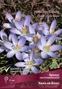 Крокус Крупноцветковый Квин ов Блюз 10шт ( лавандовый, 7/8, h15см)