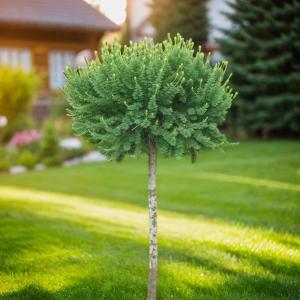 Лиственница европейская Корник C7,5 Шт 150 1