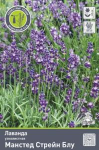 Лаванда узколистная Манстед Стрейн Блу (цветы насыщенно-синие)