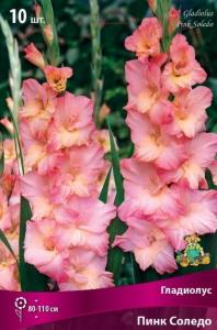 Гладиолус крупноцветковый Пинк Соледо 10шт (нежно-розовый с желтым пятном, 10/12)