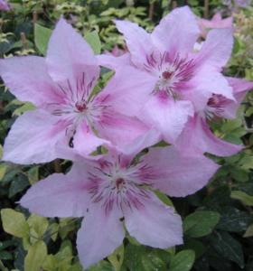 Клематис крупноцветковый Пинк Фентези (С2)