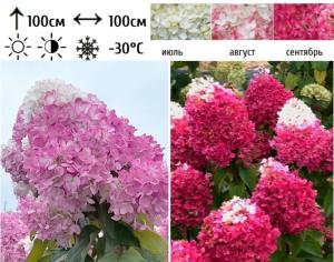 Гортензия метельчатая Строберри Блоссом С15 ГлХ