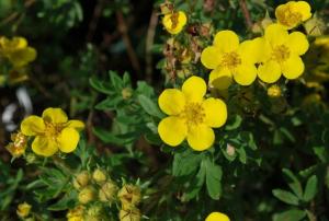 Лапчатка кустарниковая Джакманс Вариети (Jackman's Variety) с3