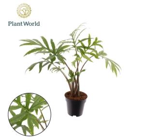 Alocasia Brancifolia Pink Passion