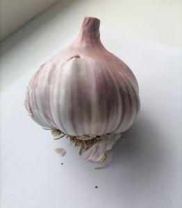 Чеснок озимый ЛЮБАША 4+ ~30кг -В Чеснок озимый ЛЮБАША 4+ ~30кг -В