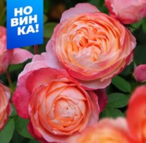 Роза Принцесса Сакура 1шт чайно-гибридная (Сем Алт)