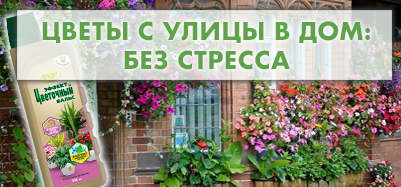 Переносим цветы с улицы в дом