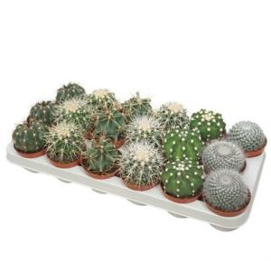 Кактус Болл микс С8,5 Н13