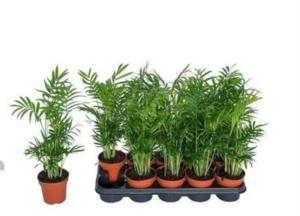 Хамедорея Элеганс С12 Н45