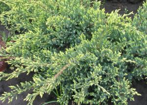 Можжевельник чешуйчатый (Juniperus squamata Holger) С12 В40-60