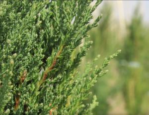 Можжевельник скальный Блю Эрроу (Juniperus scop. Blue Arrow 140+ см WRB)