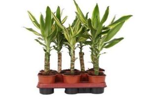 Drac Coast Mix 20cm Stem 1 Head