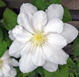 Клематис крупноцветковый Мария Буасело (Мадам Ле Культре) (С2)