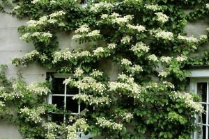 петиоларис