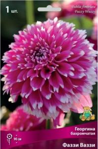 Георгина Фаззи Ваззи 1шт.