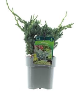 Можжевельник чешуйчатый Мейери C2