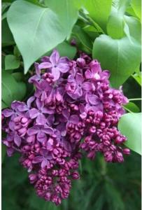 Сирень обыкновенная Индия с3