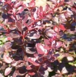 Барбарис тунберга Ред Диджей С3 (ПДИ)