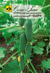 Огурец Бьерн F1 Семко Огурец Бьерн F1 Семко