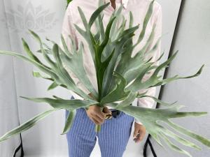 Зелень куст 844