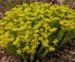 Седум (очиток) едкий, С2-С3