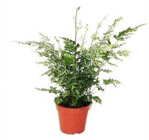 Птерис Энсиформис Эвергемиенсис С12 Н35