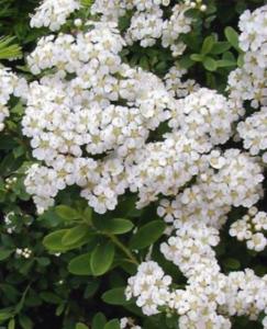 Спирея ниппонская Сноумаунд С3