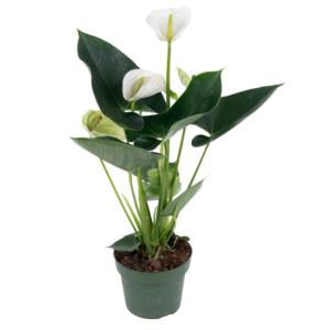 Антуриум андрианум Аляска, наб. (D-15)