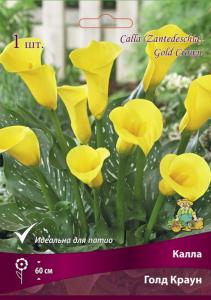 Калла Голд Краун 1шт (ярко-желтый)