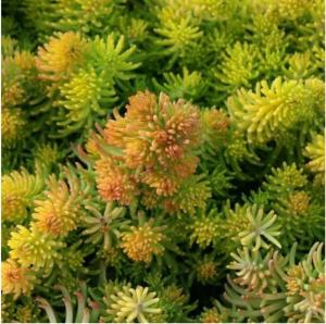 Седум (очиток) отогнутый Yellow Cushion, С3