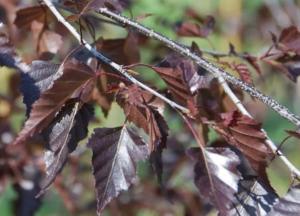 Берёза повислая Роял Фрост С7.5 30-40cm (ПДИ)