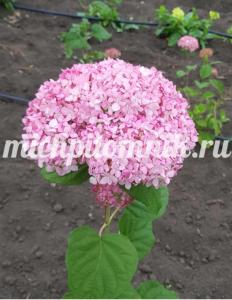 Гортензия древовидная Мэджикал Пинкербелль (Питомник Грезневых)