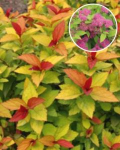 Спирея японская Голдфлейм С3