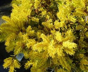 Тис ягодный Саммерголд С2 (ГРС)