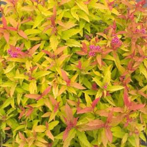 Спирея японская (Spiraea japonica DOUBLE PLAY GOLD Yan) C2 Н20 - 30