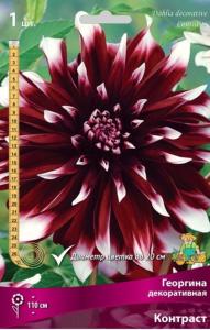 Георгина декоративная Контраст