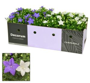 Кампанула Микс Голубая/Белая D11 H20