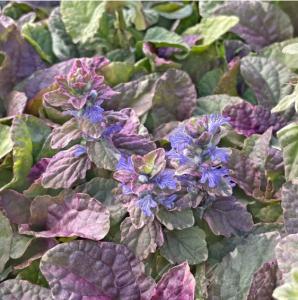 Скриншот 24-11-2023 130726