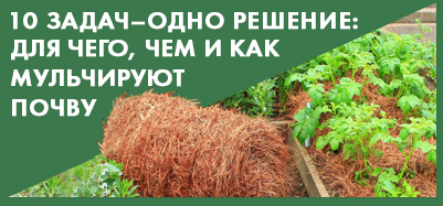 10 задач – одно решение: для чего, чем и как мульчируют почву