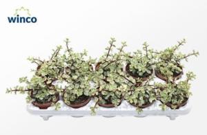 Крассула Афра Вариагата 10,5см