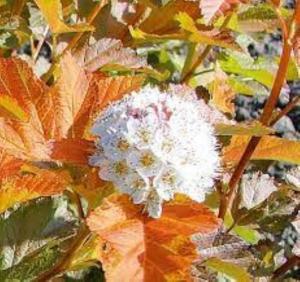 Пузыреплодник калинолистный (Physocarpus opulifolius AMBER JUBILEE Jefam PBR) C6 Н80 - 100