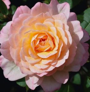 Роза бордюрная Пич Клементина v5 Lav