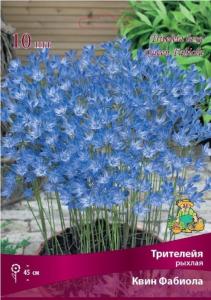 Трителейя рыхлая Квин Фабиола 10шт 5+