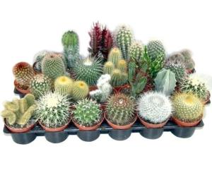 Кактус Микс, (D-9)